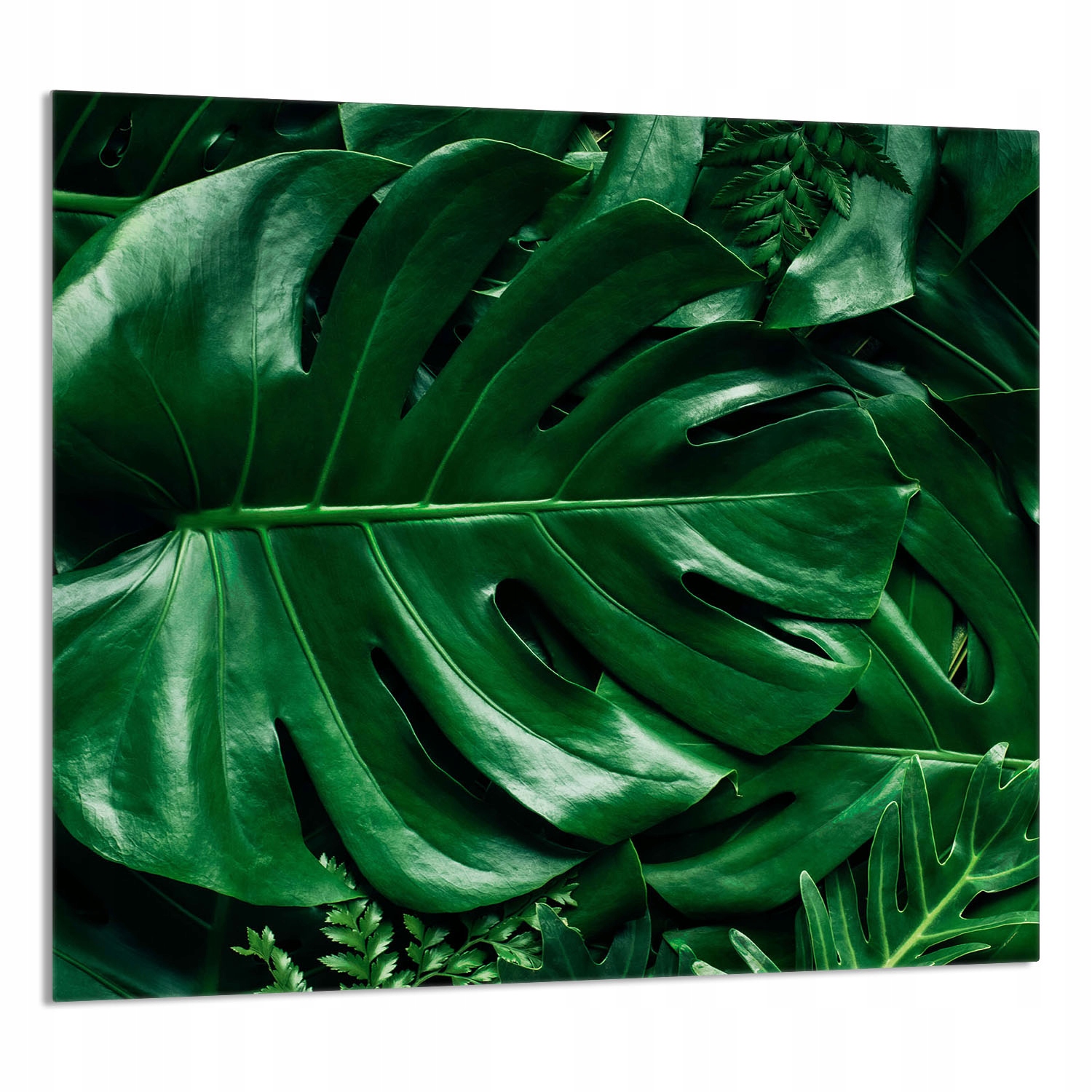 Skleněný Panel Do Kuchyně 65x60 Monstera Tvrzené Sklo