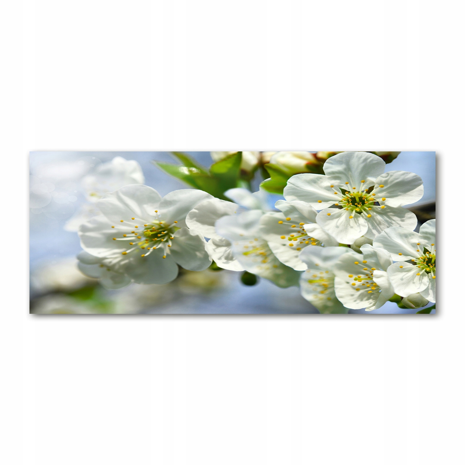

Foto obraz akryl nowoczesny Kwiat wiśni 125x50cm