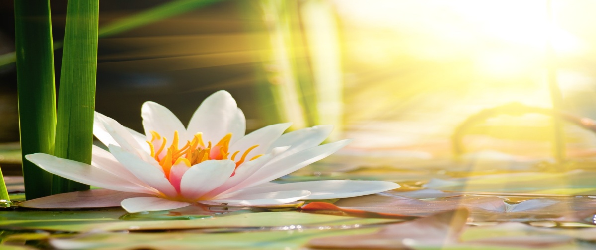 

Fototapeta Flizelinowa Lotos Staw - 250x104