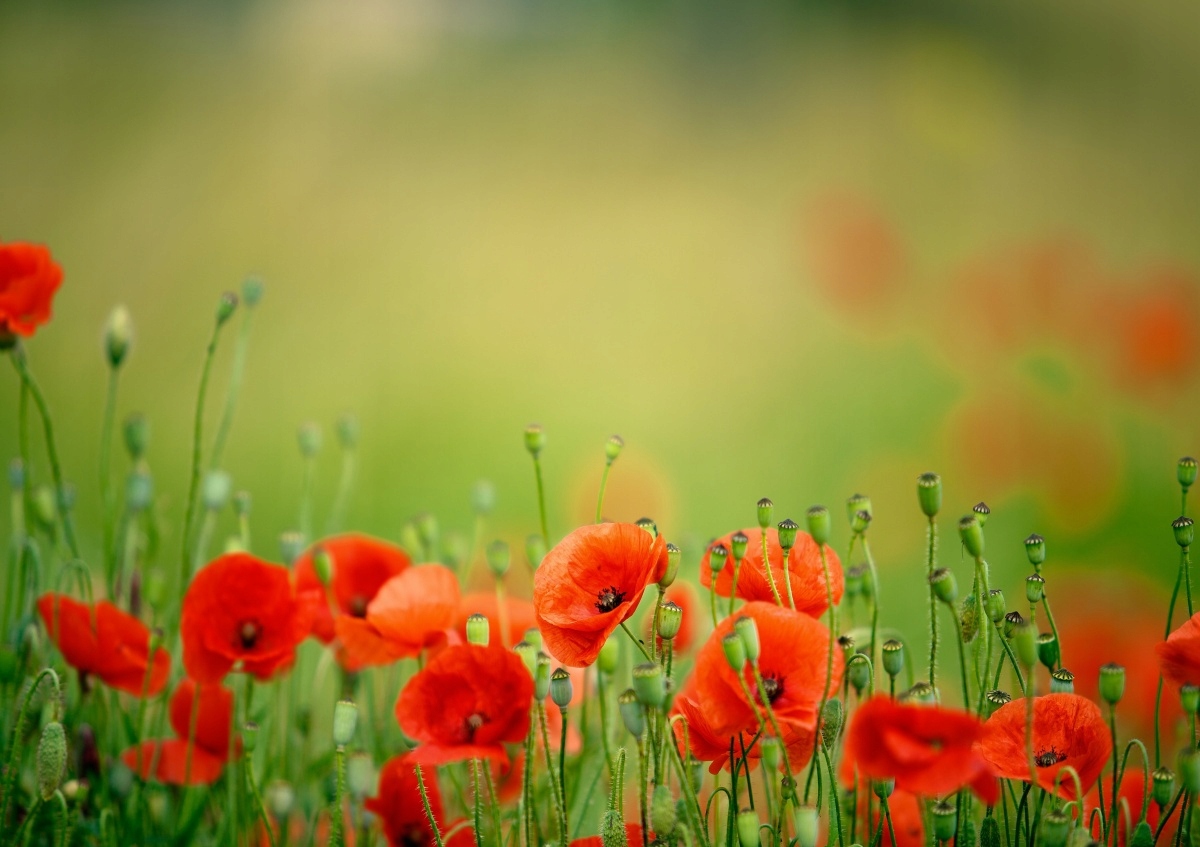 

Tapeta flizelinowa Kwiaty maku - 312x219