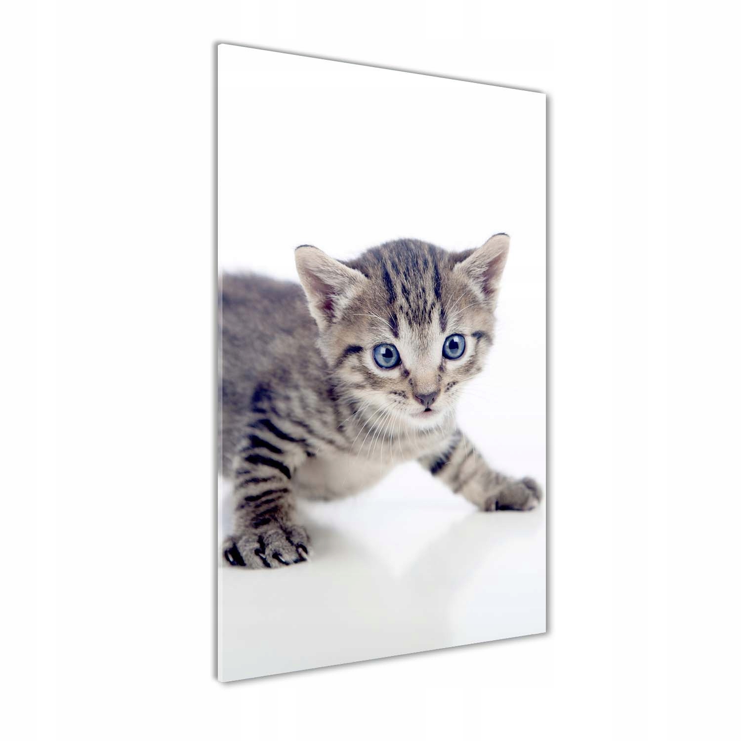 

Foto obraz akrylowy na ścianę Mały kot 60x120 cm