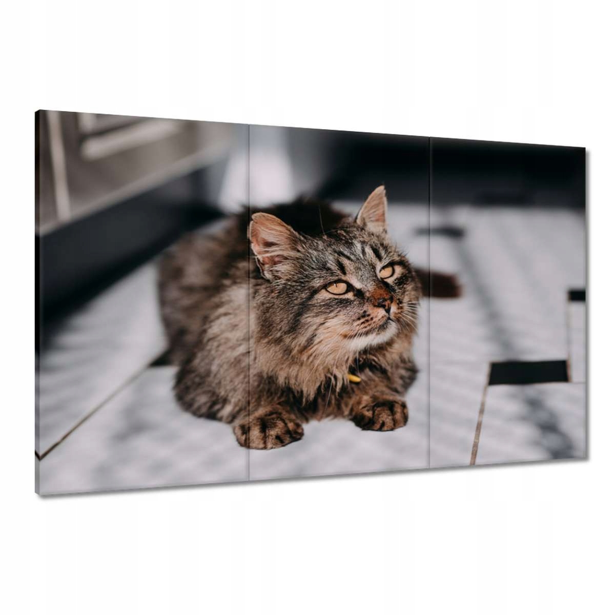 Obrazy 120x80 Kočka Kotě Kočičky Kočička