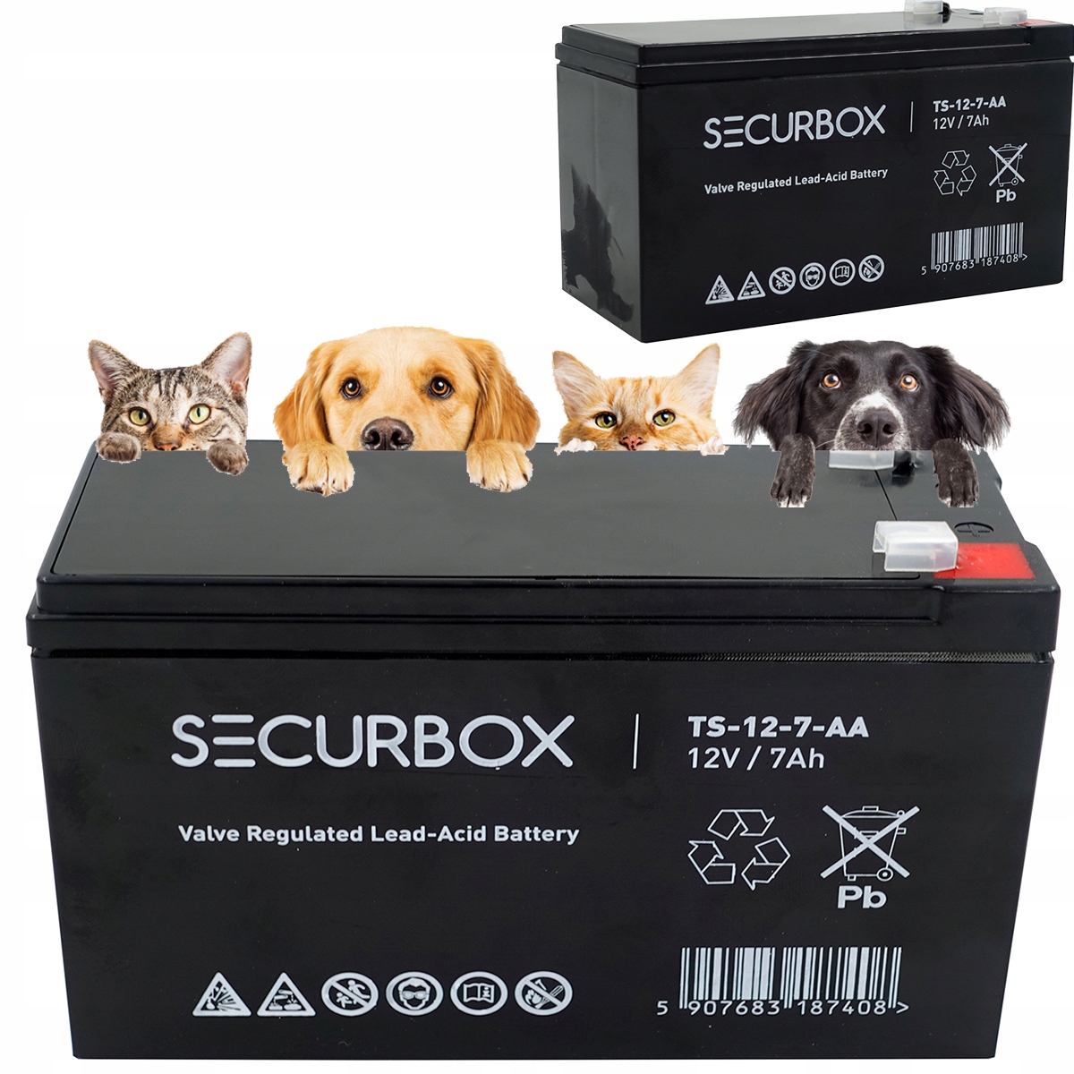 AKUMULATOR bateria ładowalna DO PASTUCH ELEKTRYCZNY elektryzator 12V 7AH