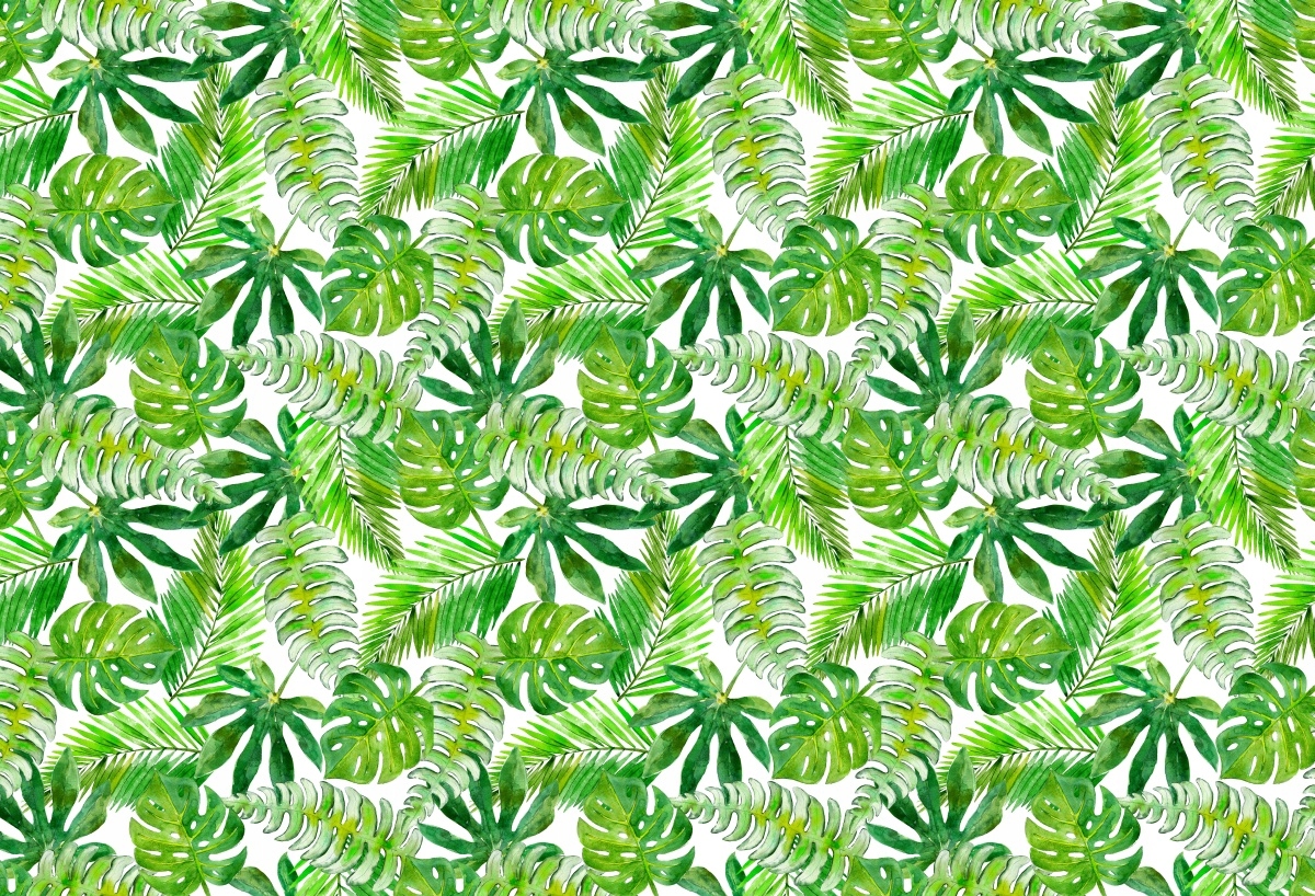 

Fototapeta Flizelinowa Monstera Palma - 104x70