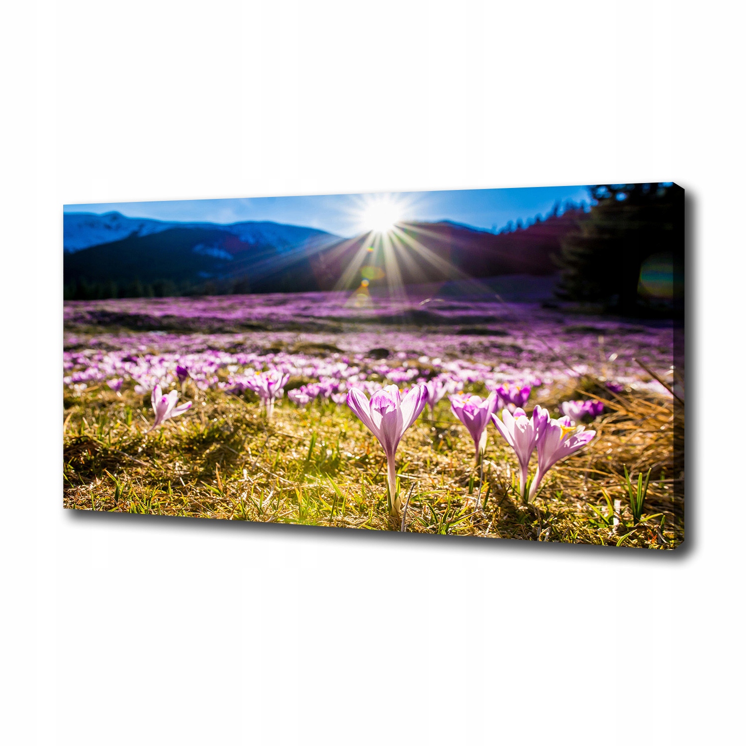 

Foto obraz na płótnie Krokusy na polanie 100x50 cm