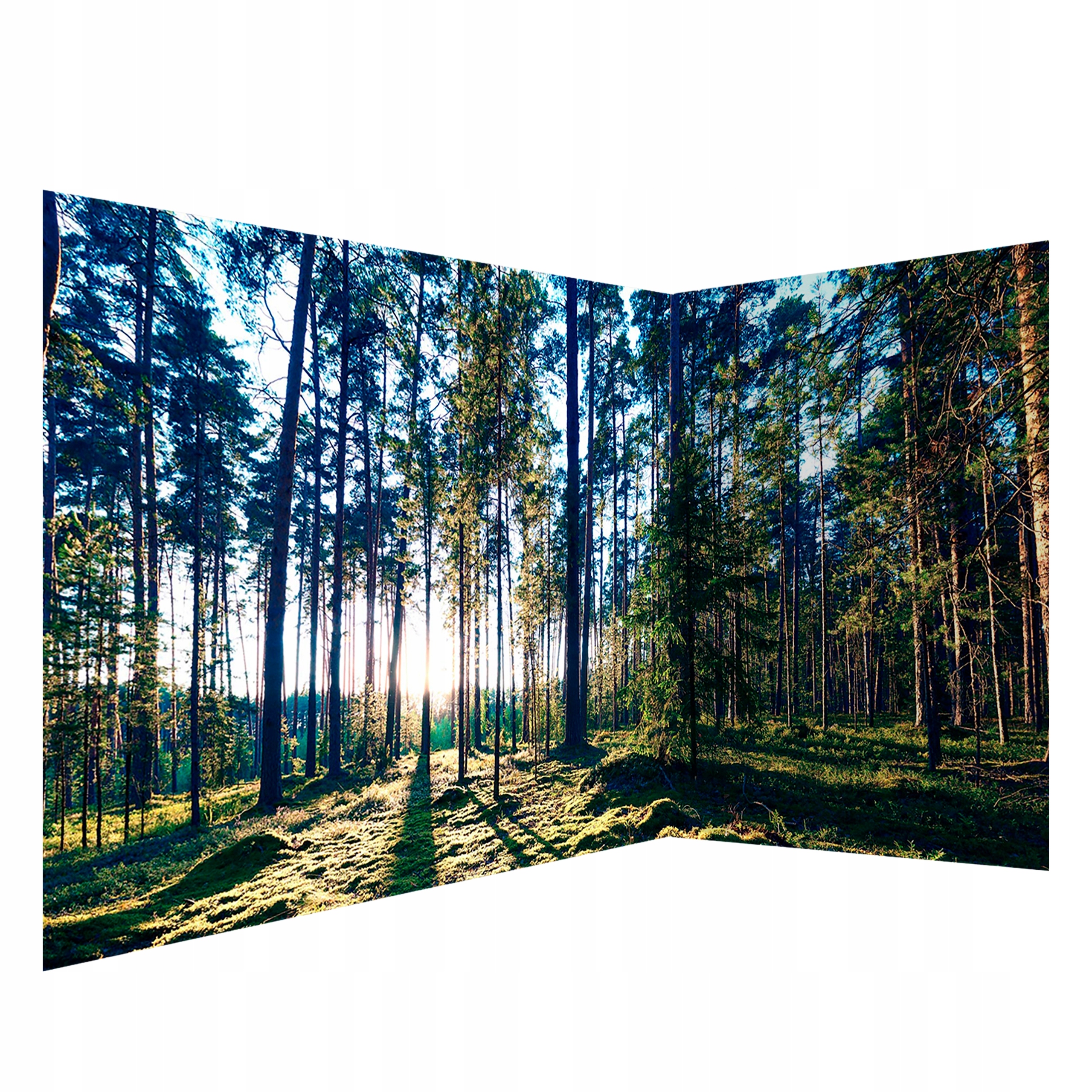 Fototapeta Narożna Samoprzylepna Panorama Las Drzewa Wschód Słońca 539x250