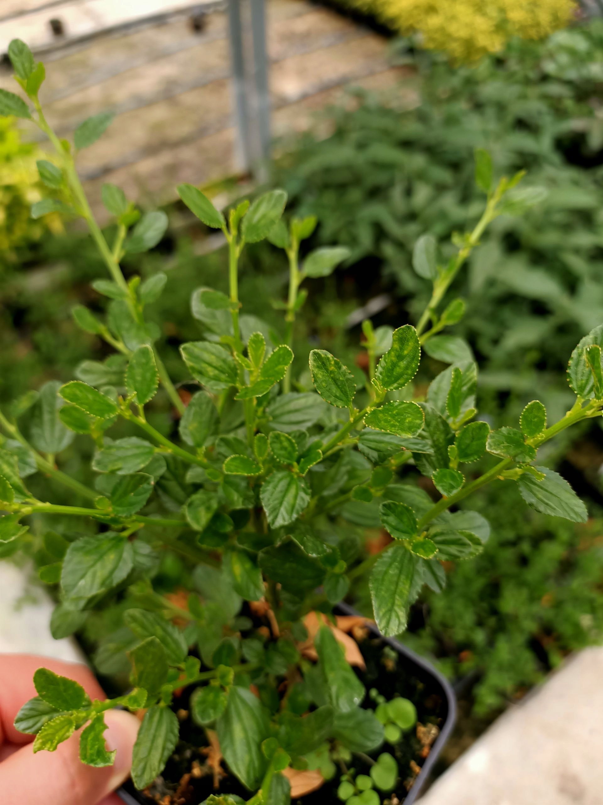 VICTORIA BLUE EVERGREEN P9 palánta Növénytípus Egyéb