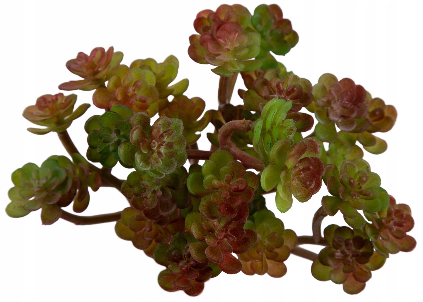 

Gałązka Sukulent Roślina Ścianka dekor Terrarium