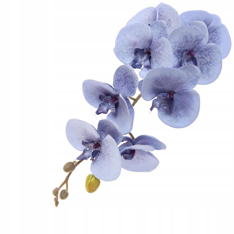 

Storczyk satynowy niebiesko kremowy 92cm