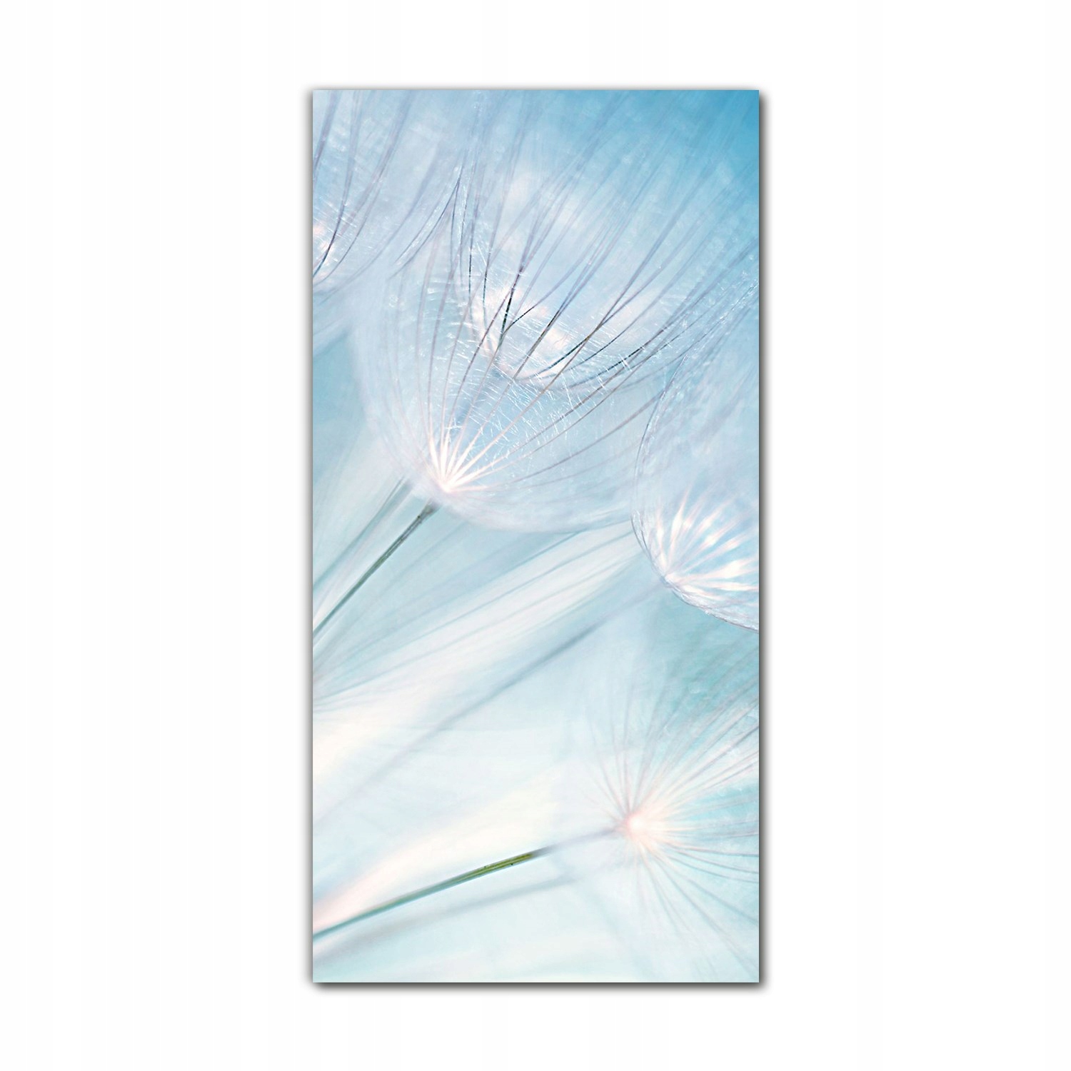 

Obraz na szkle nowoczesny 70x140 cm Kwiaty mniszek