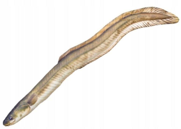 

Poduszka Maskotka Węgorz 115 cm