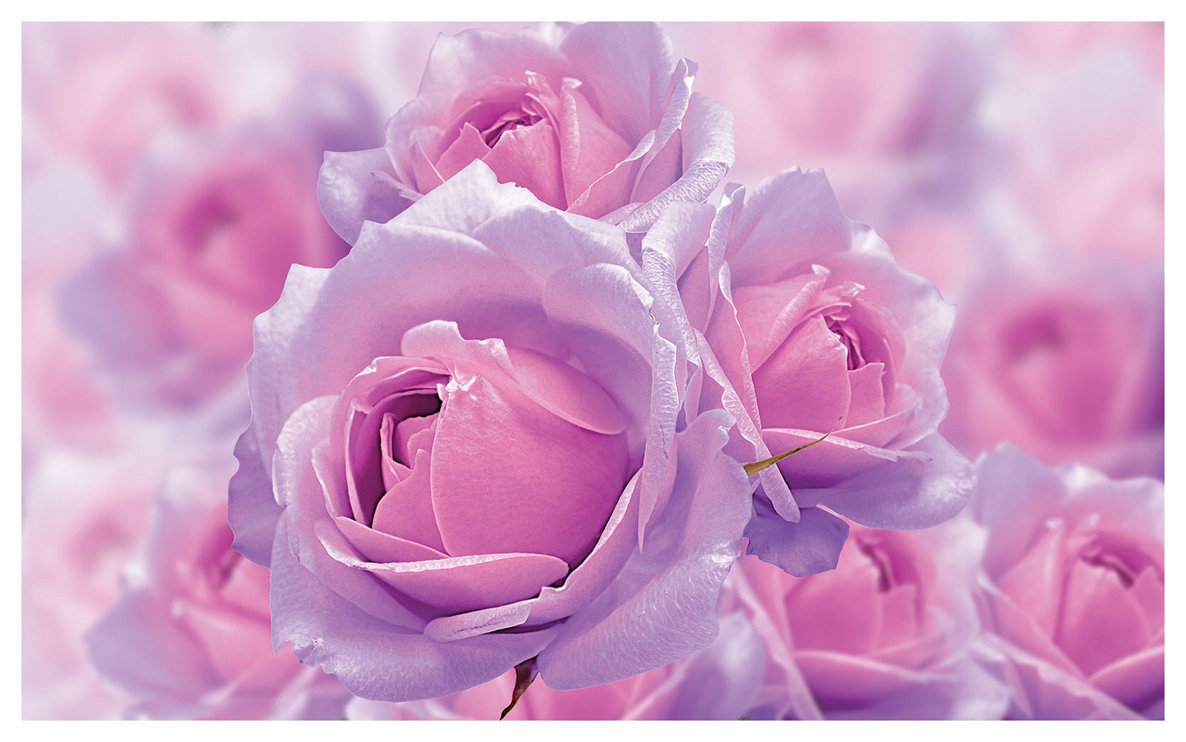 Fototapeta Ruže fialovo-ružové Kvetinové púčiky Jemnosť 416x290 lepidlo