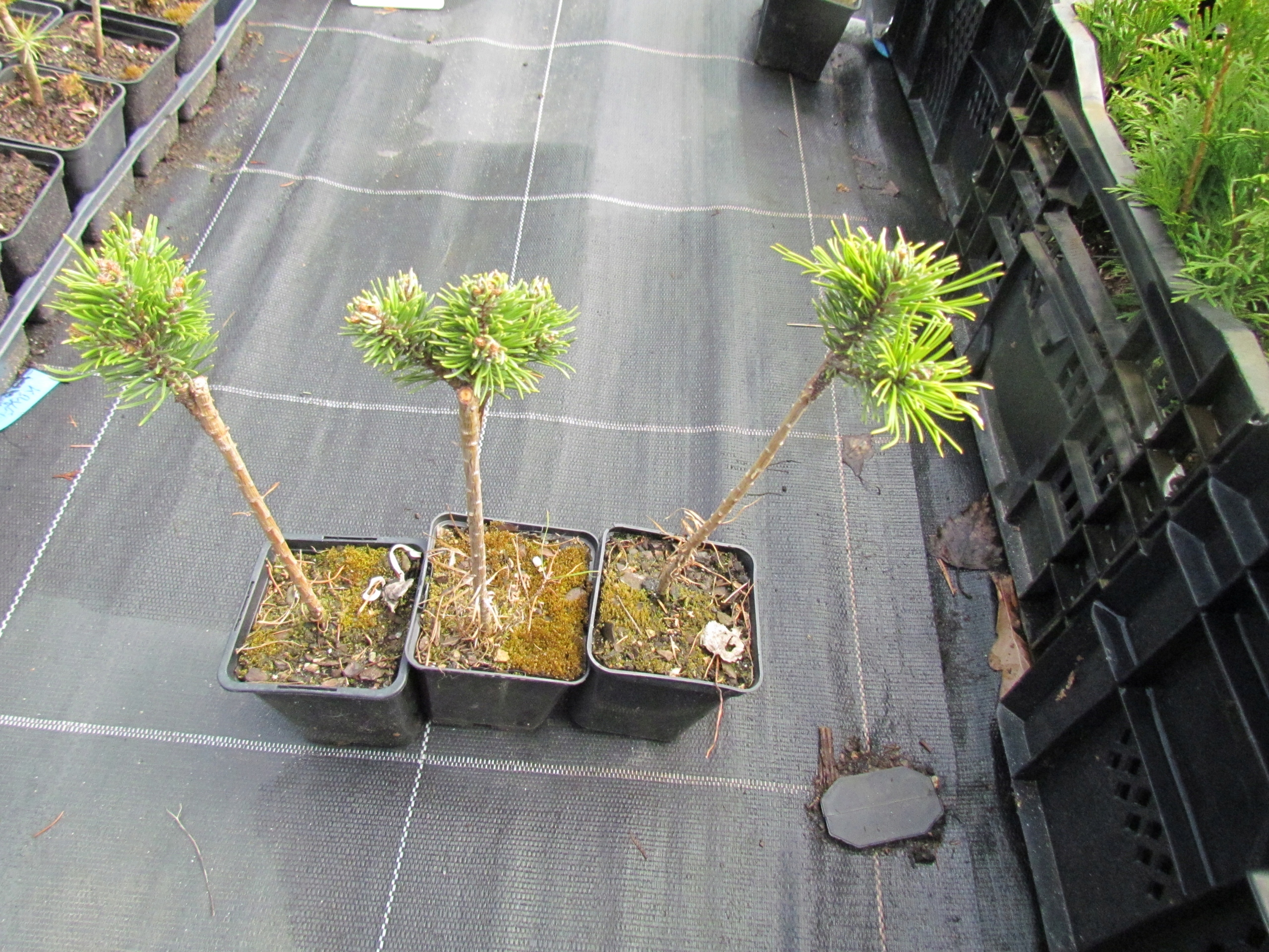 K35 сосна КОСТЕЛЬНИЦА привитая ствол 15-25 см P-9 ЧАНЕЦ