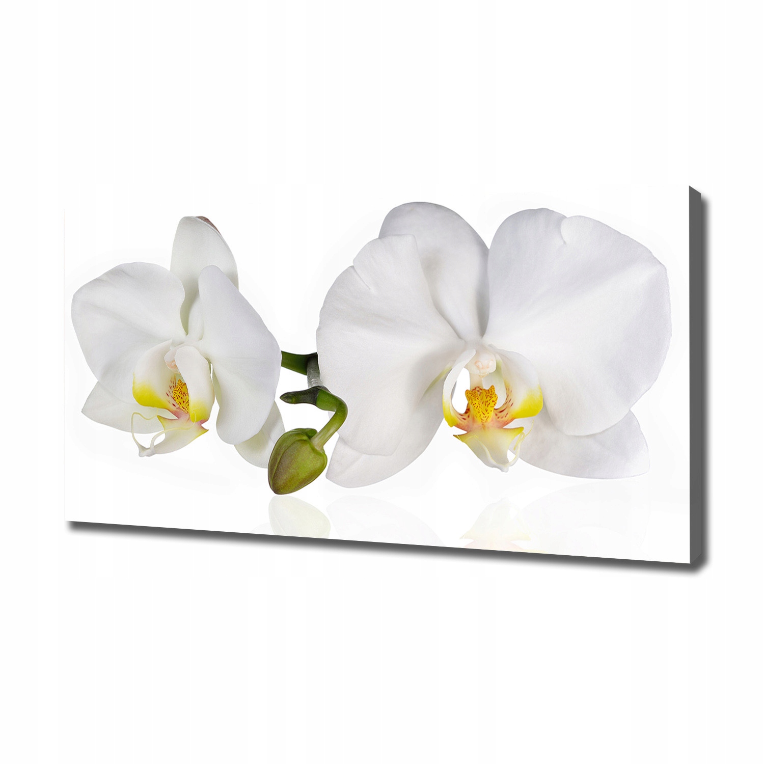 

Foto obraz canvas na ścianę Orchidea 120x60 cm