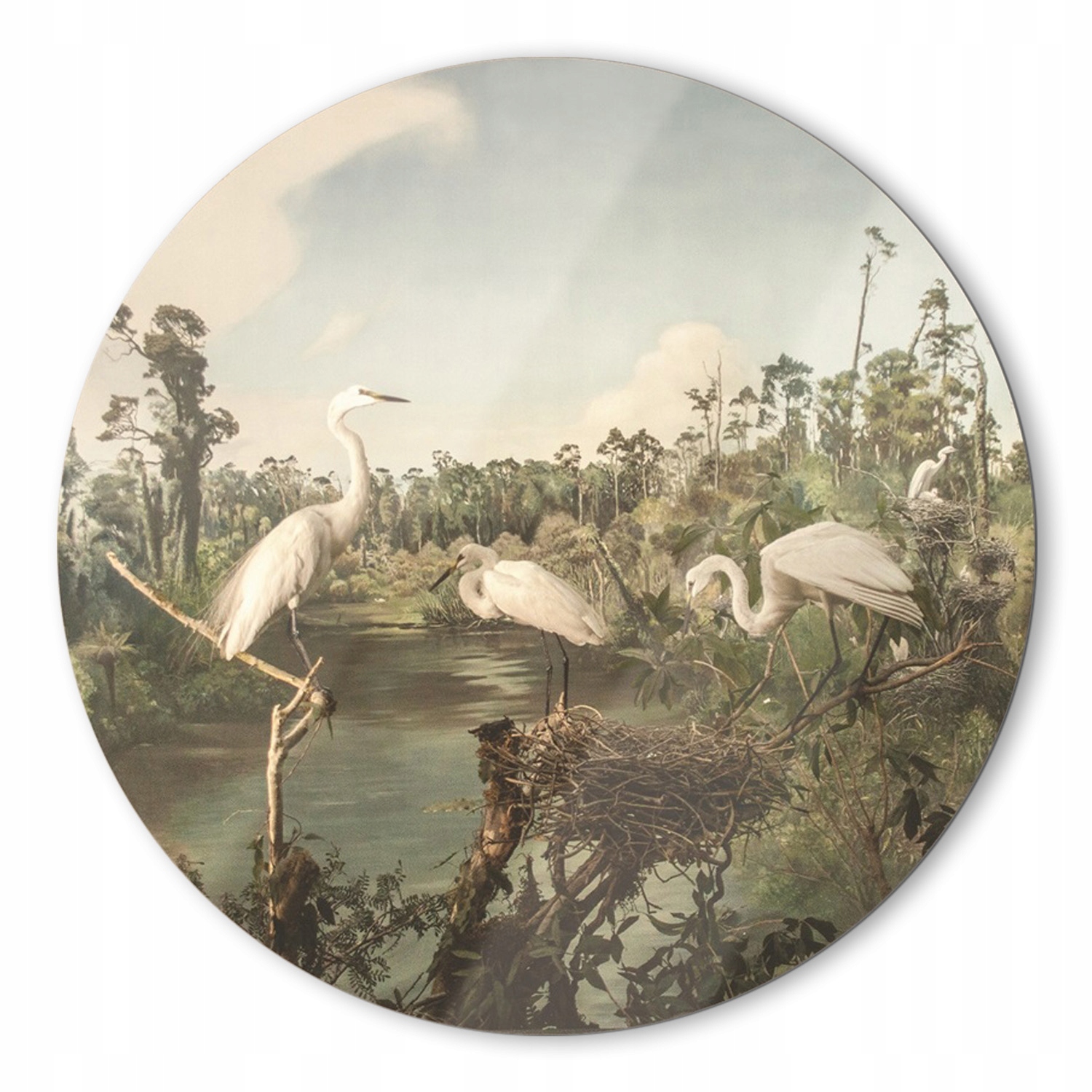 Sklenený obraz do obývačky Novozélandské vtáky 80 cm