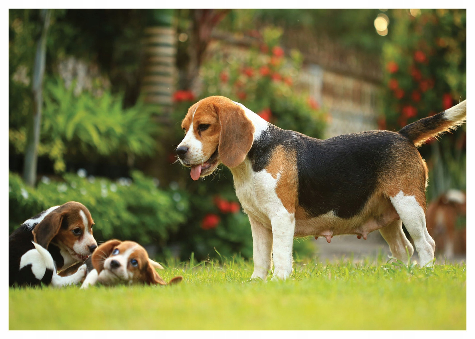 Fototapeta Štěňata a dospělí psi 368x254 lepidlo