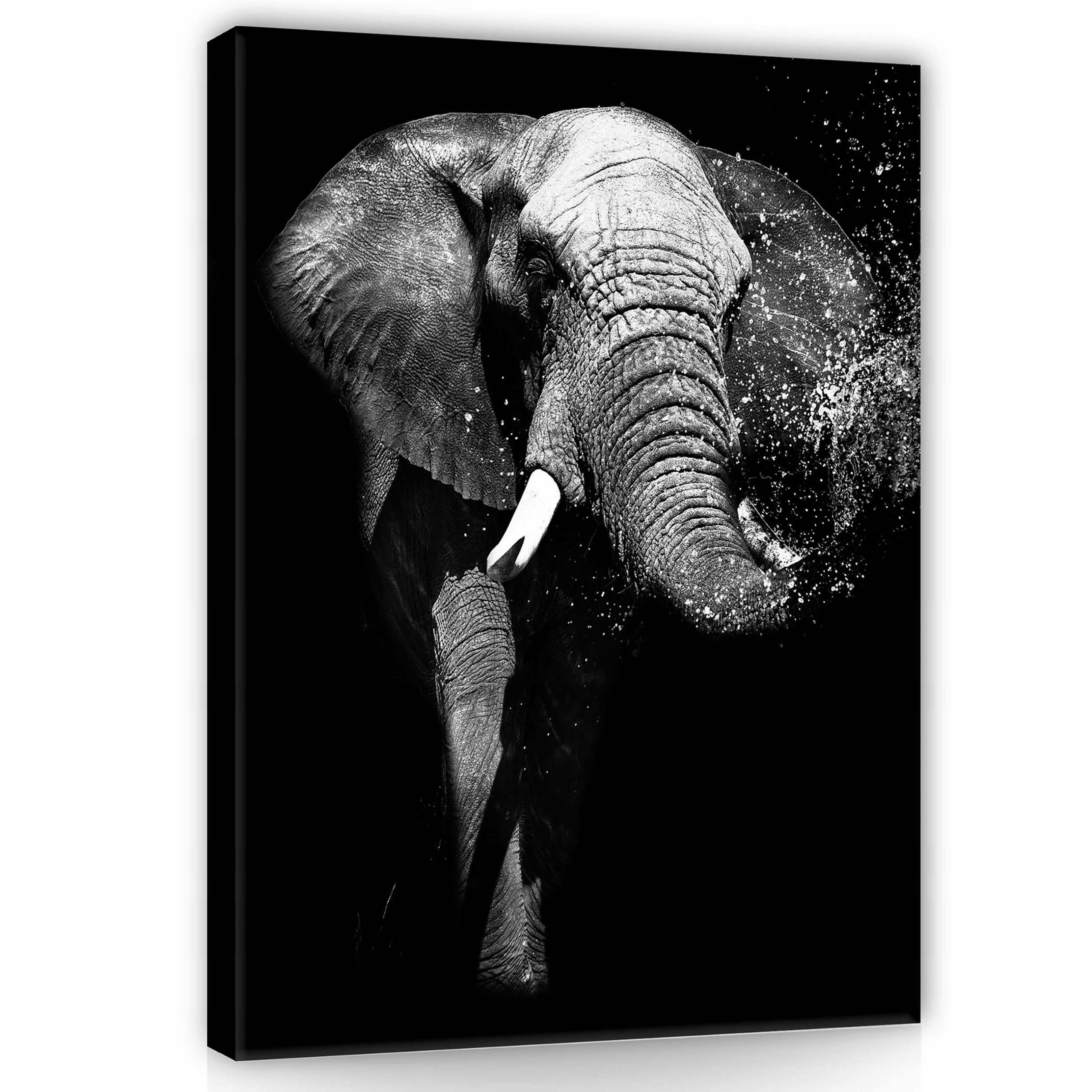 Obraz 75x100 Slon africký voda monochromatický divoká příroda síla
