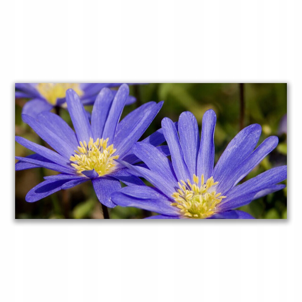 

Fotoobraz z nadrukiem 140x70 Kwiaty Roślina Natura