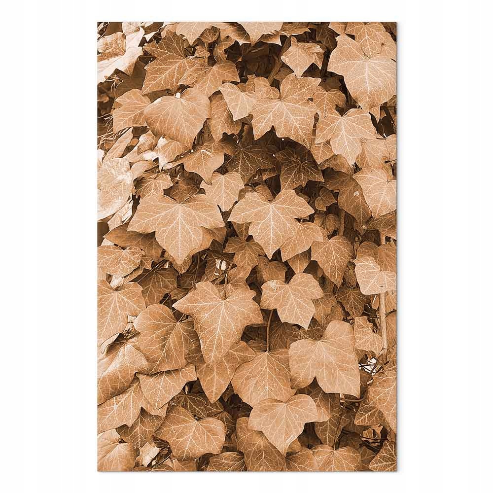 Obraz na plátně Obraz na plátně Rostlina Popínavé listy Břečťan Podzim 60x90 cm