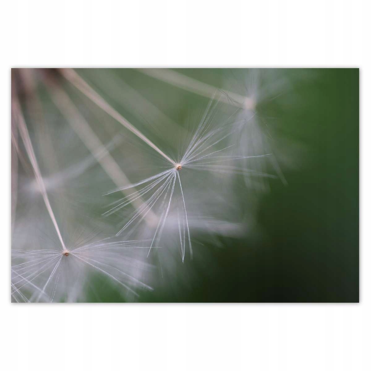 Plakáty 200x135 Pampeliška Květ Květiny