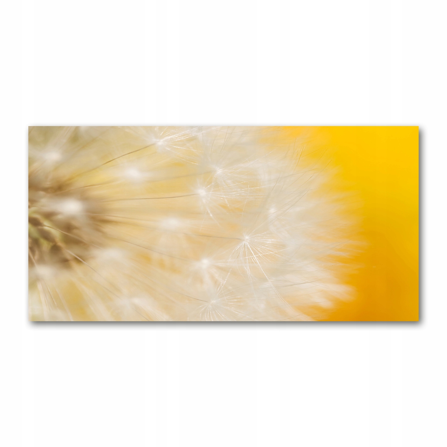 

Foto obraz akryl nowoczesny Dmuchawiec 120X60 cm