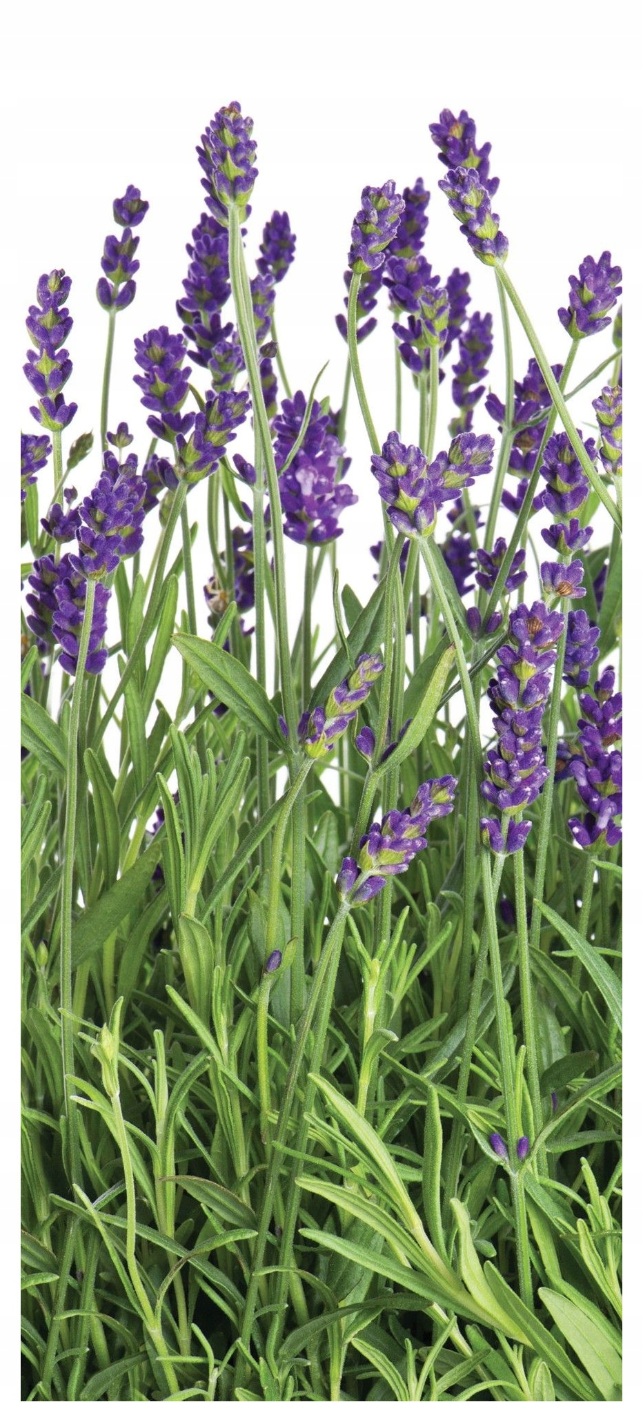 Samolepka Fototapeta Levandule Fialová elegance na bílém pozadí 91x211