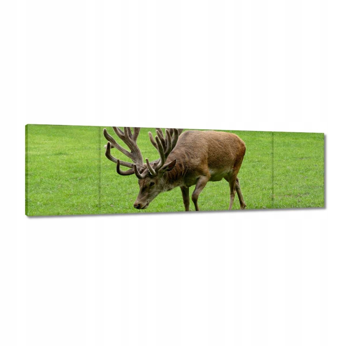 Obrazy 170x50 Jelen Paroháč