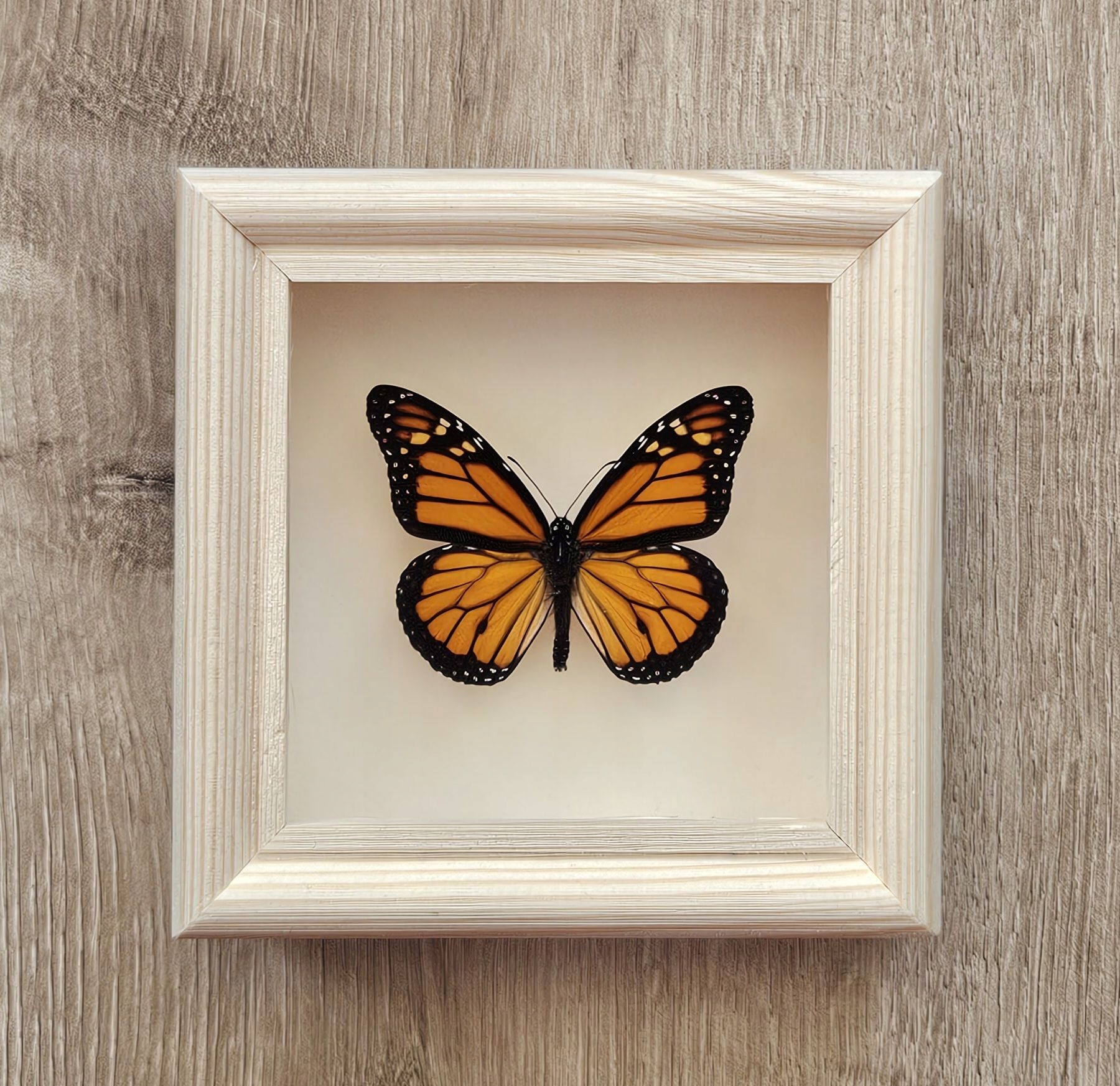Motyl Danaus plexippus w gablotce .