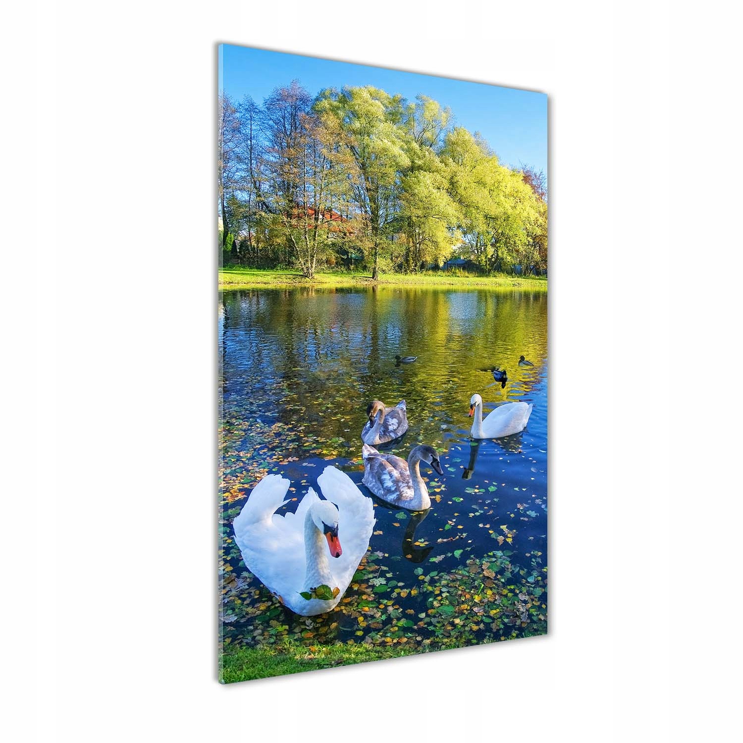 

Foto obraz na szkle Łabędzie na stawie 50x100 cm