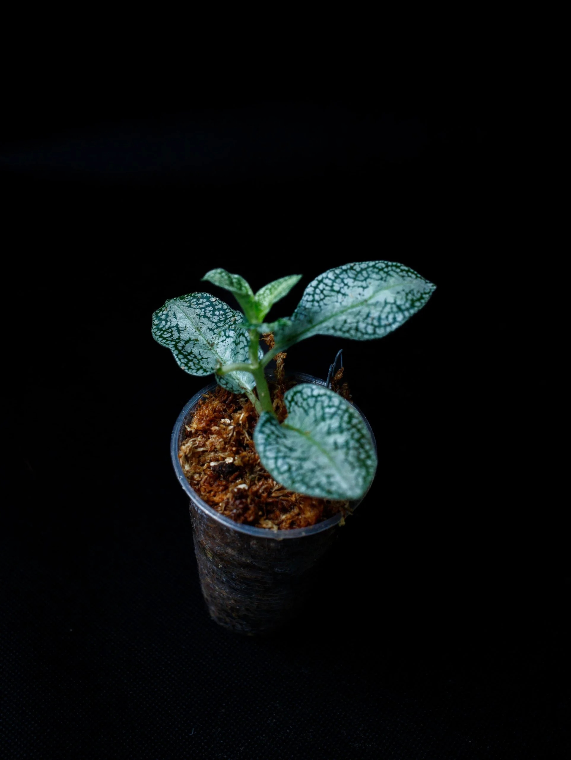 Levně Argostemma sp. „White“