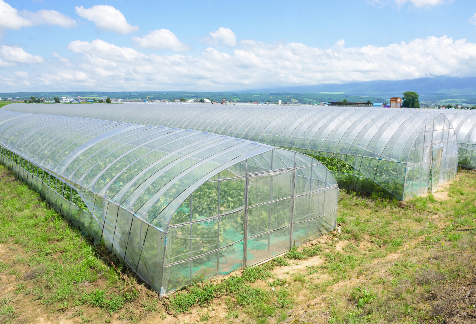 FOLIA OGRODOWA UV TUNELOWA OGRODNICZA MOCNA 6x33m Długość 3300 cm