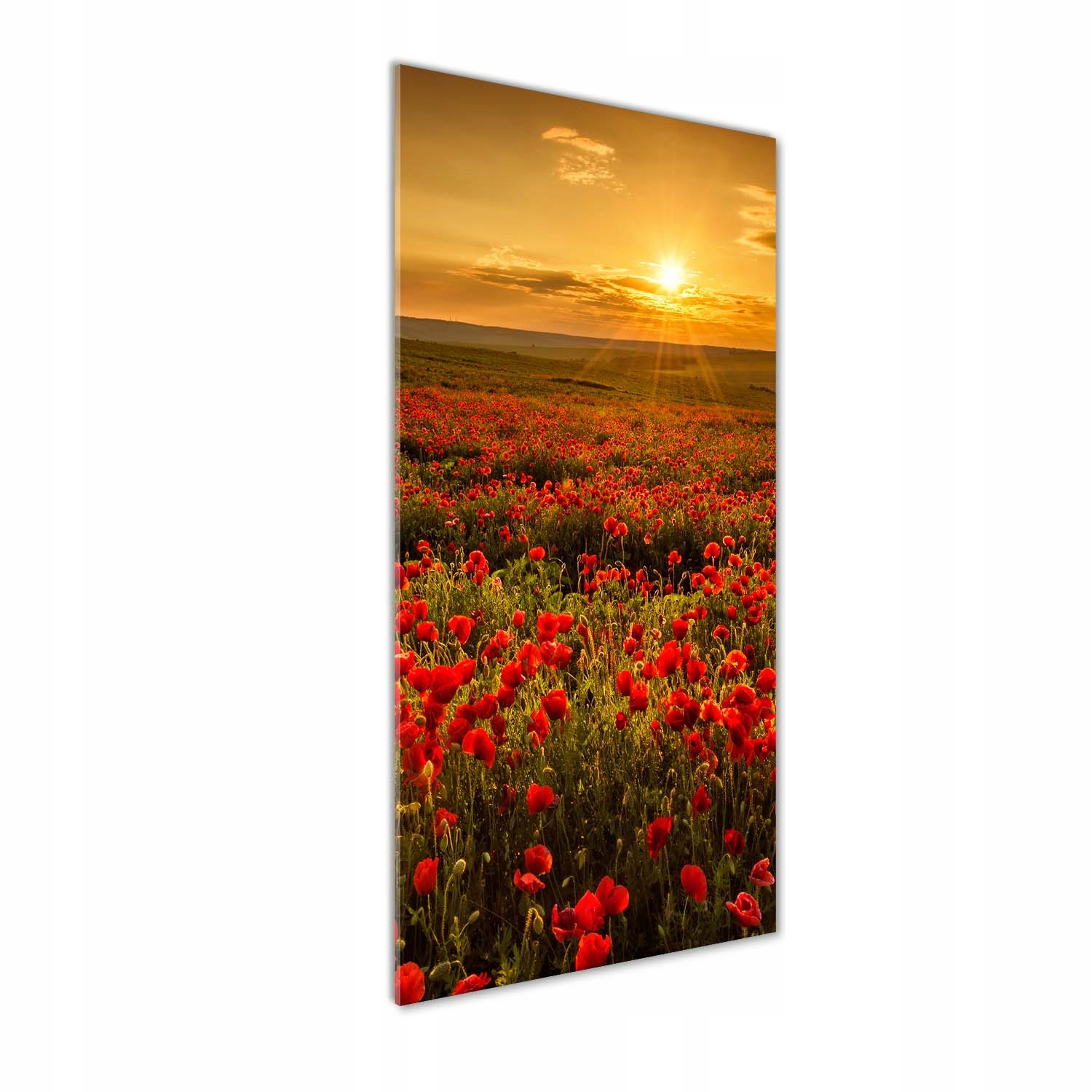 

Foto obraz akrylowy na ścianę Pole maków 50x125cm
