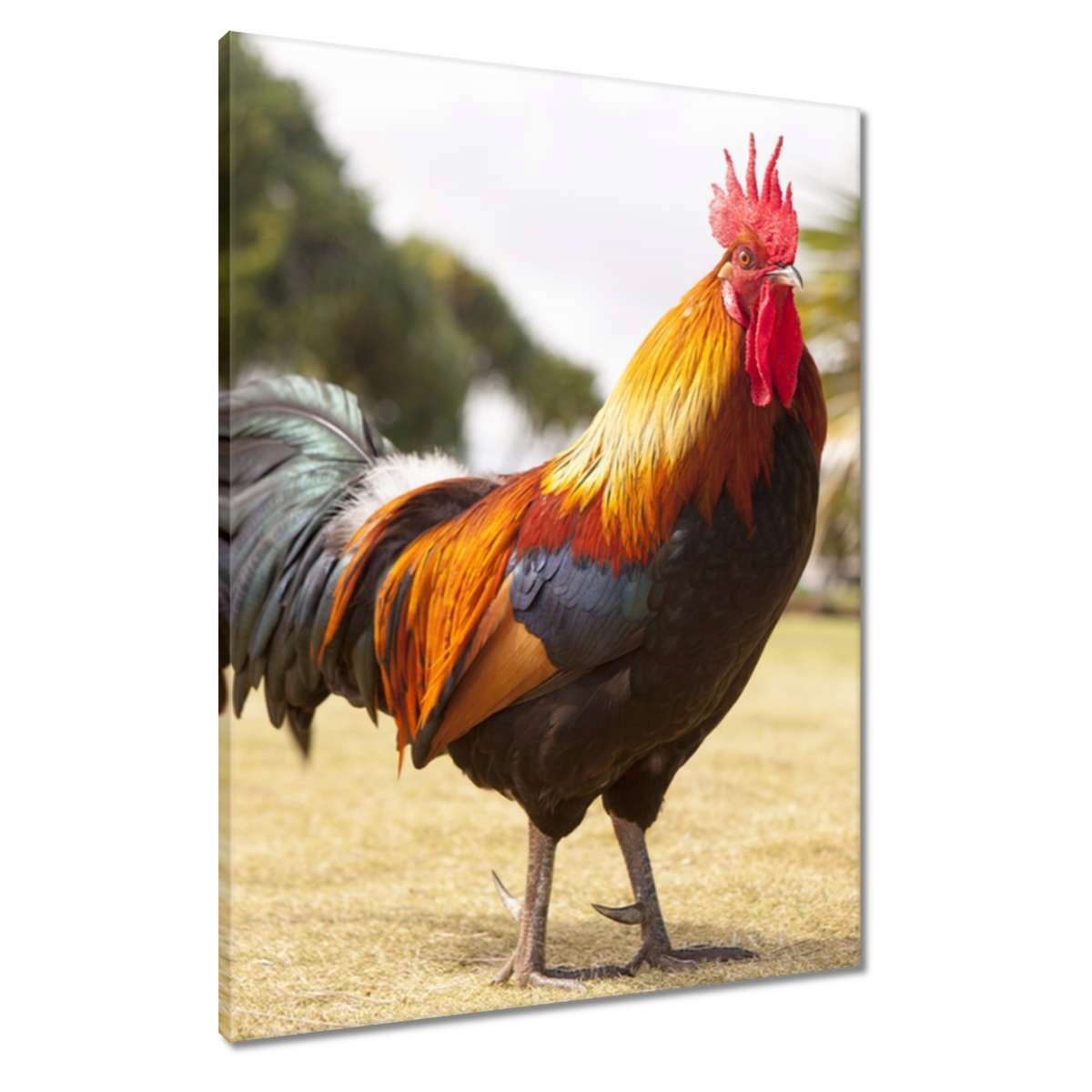 Obrazy 60x80 Kohout