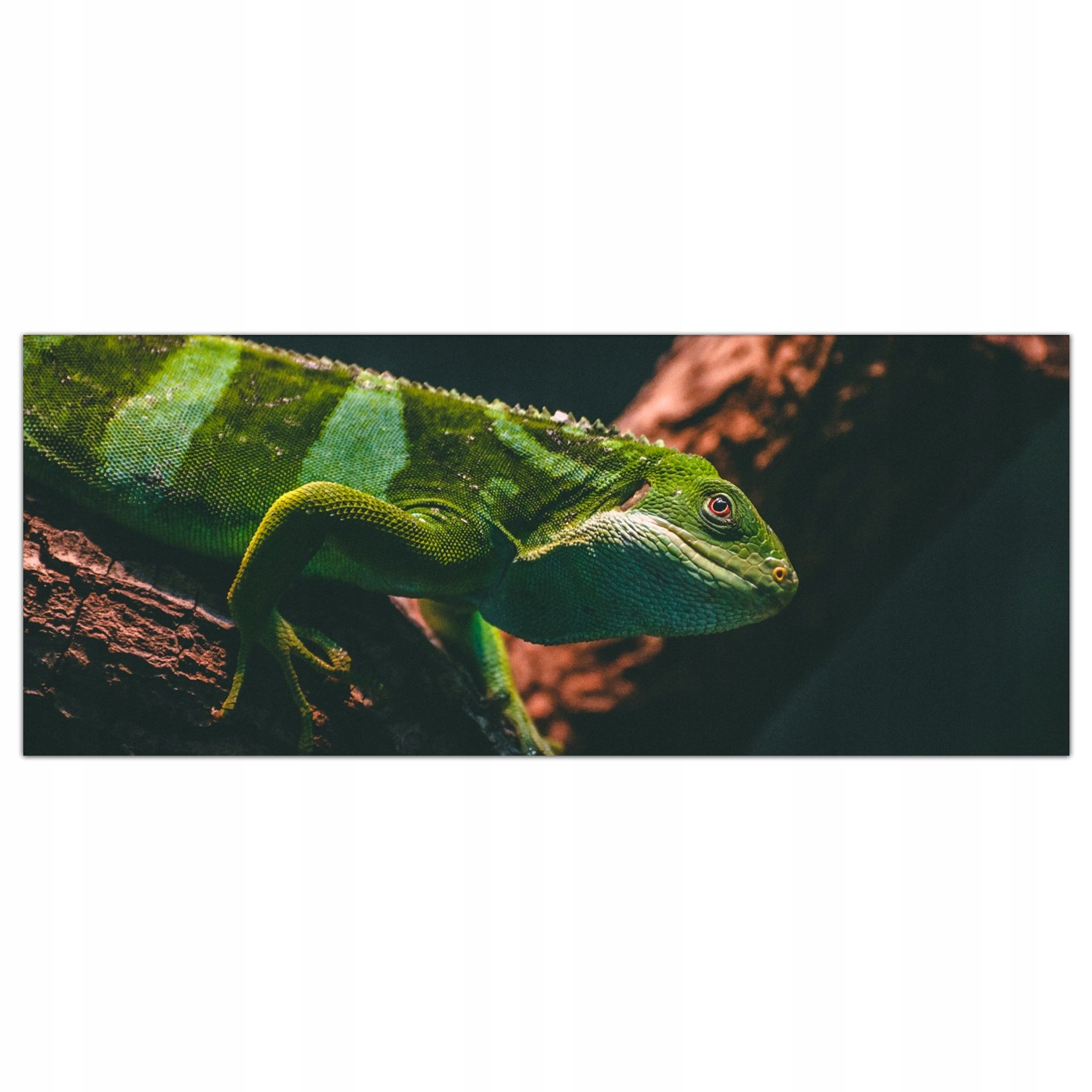 Obraz na skle Foto Iguana Zvíře Příroda 125x50