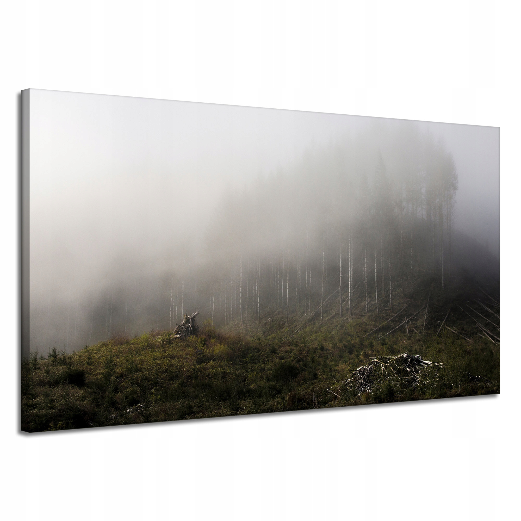 Obraz na plátně Příroda Mlha Zničený les 120x70