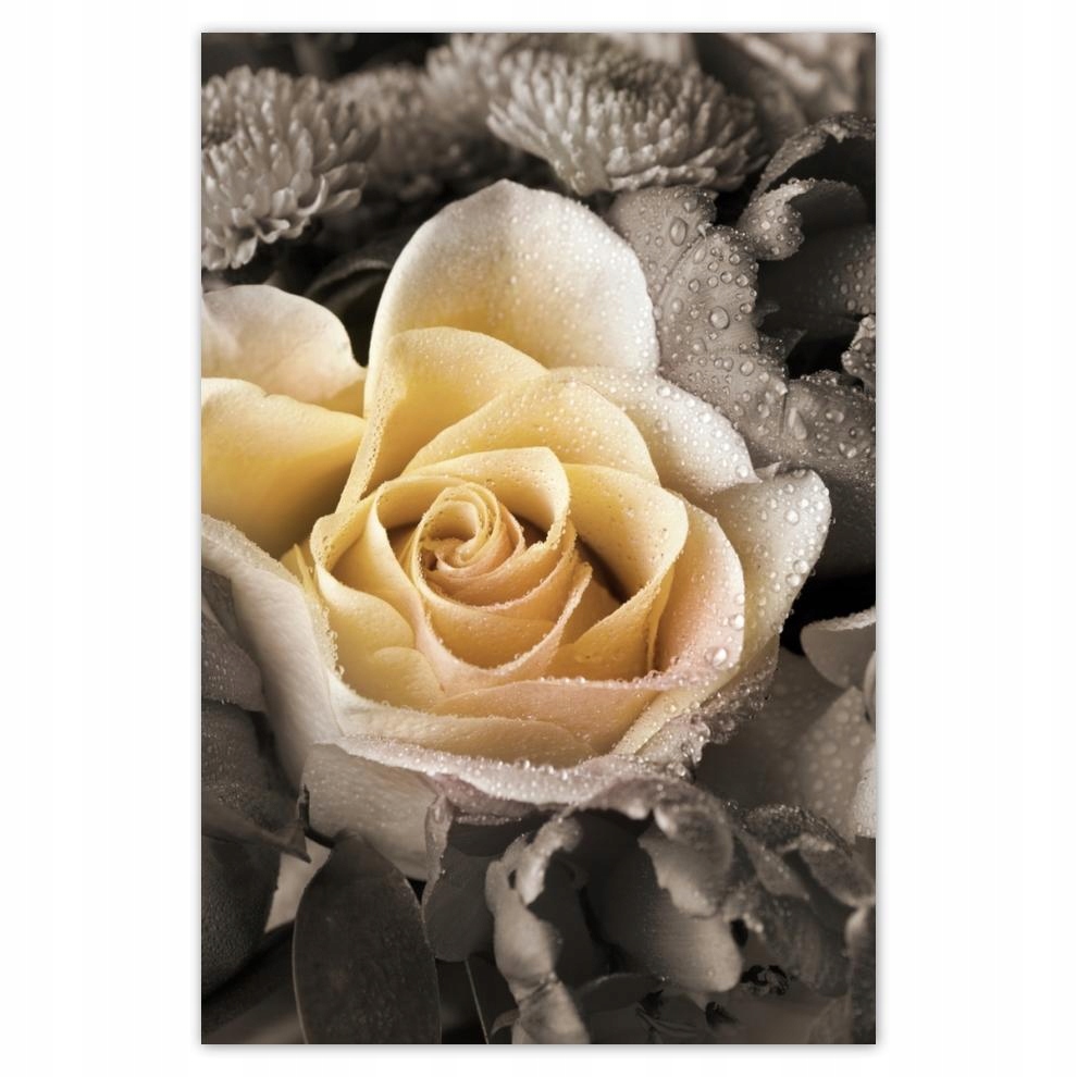 

Plakat 62x93 Róża herbaciana