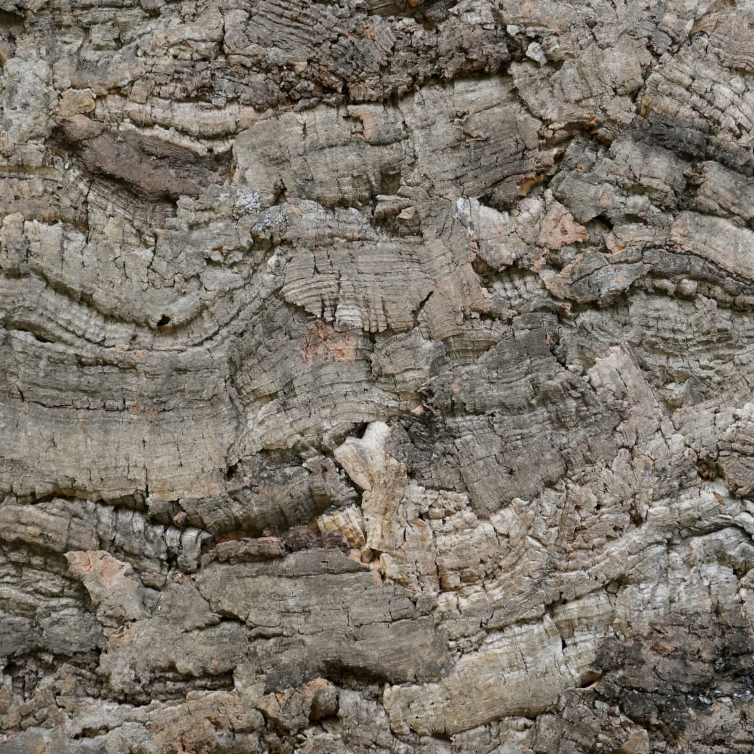 Levně BioVirgin Cork Background Grey 60x30 cm Pozadí Stěna z kůry do terária