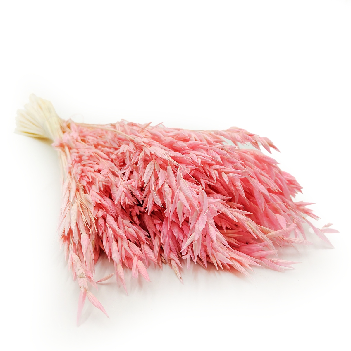 Owies Suszony Różowy suszki duży bukiet 100g