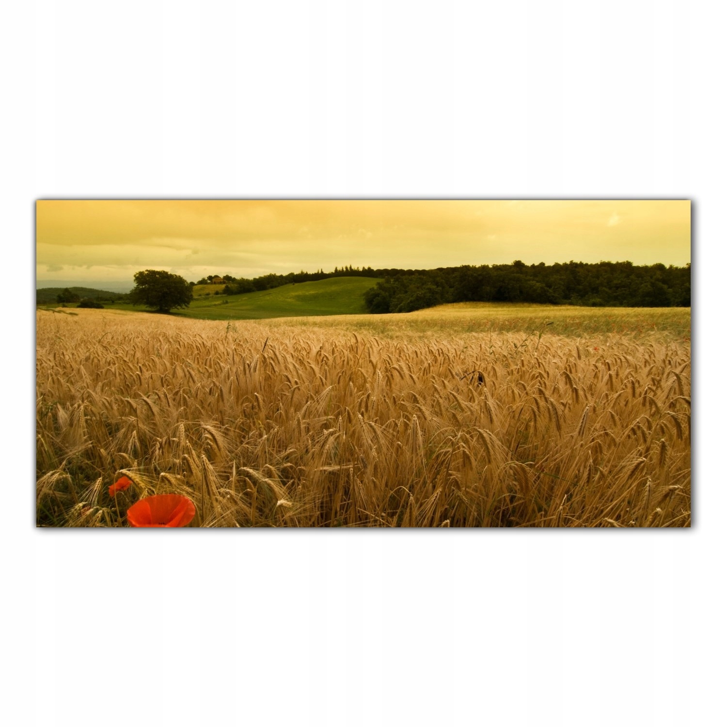 

Hartowany Obraz Szklany Ziarno Pole Wieś 120x60