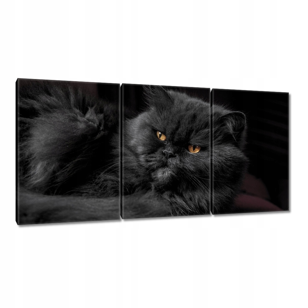 

Obrazy 120x60 Kotek Kotki Koty Kicia