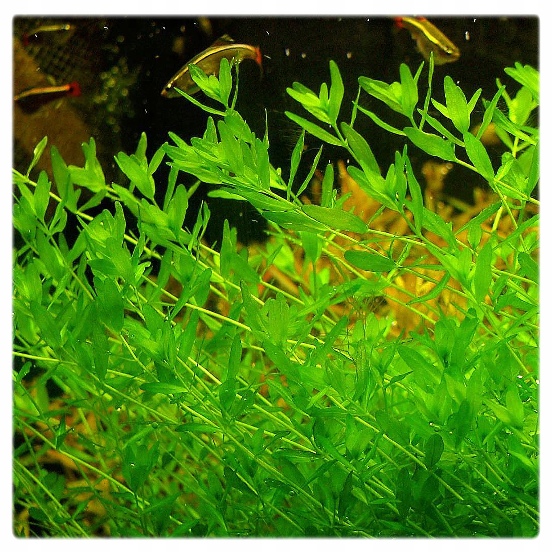 ZESTAW ŁATWYCH ROŚLIN DO AKWARIUM + PĘSETA GRATIS Głębokość maksymalna 100 cm