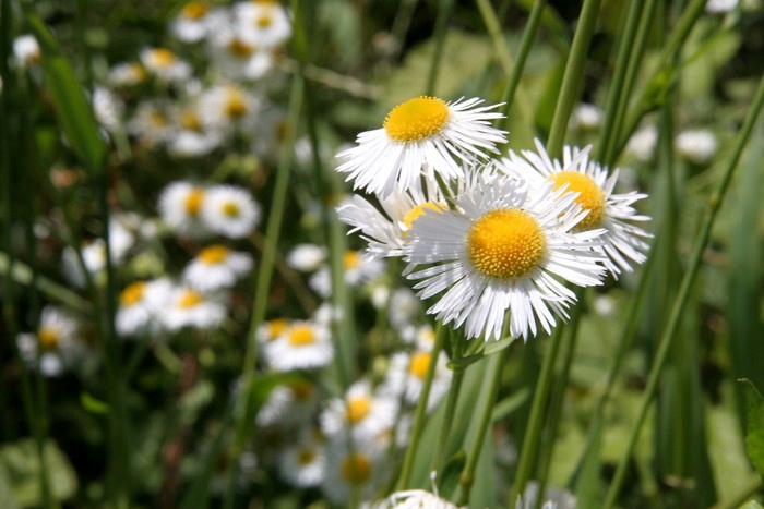 

Fototapeta flizelina na wymiar łąka kwiat