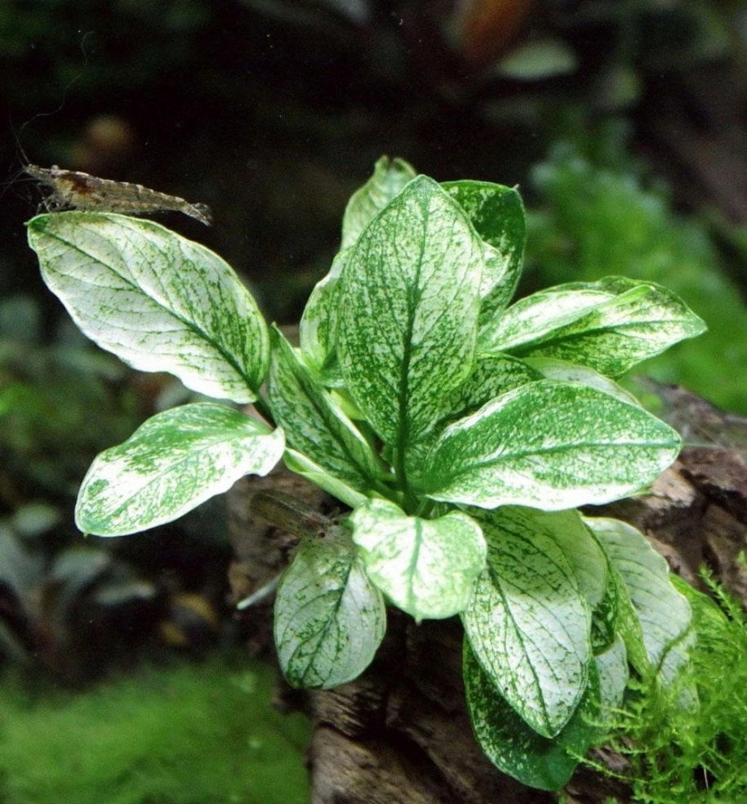 INVITAL Anubias barteri Pinto koszyk Ø 5,5 cm