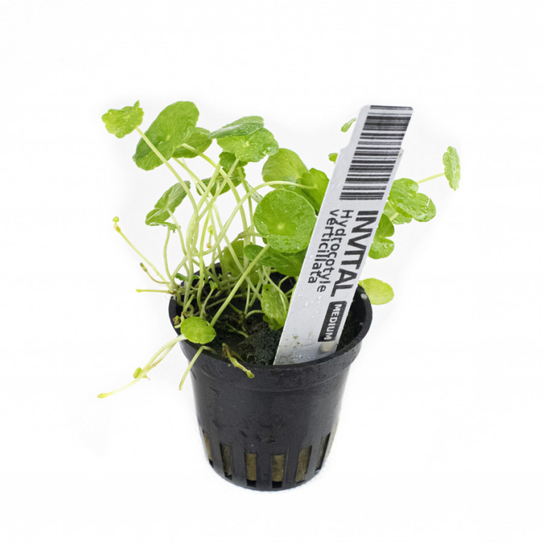 INVITAL Hydrocotyle verticillata koszyk Ø 5,5 cm