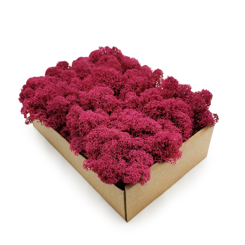 

Mech chrobotek Fiński 50g Fuksja