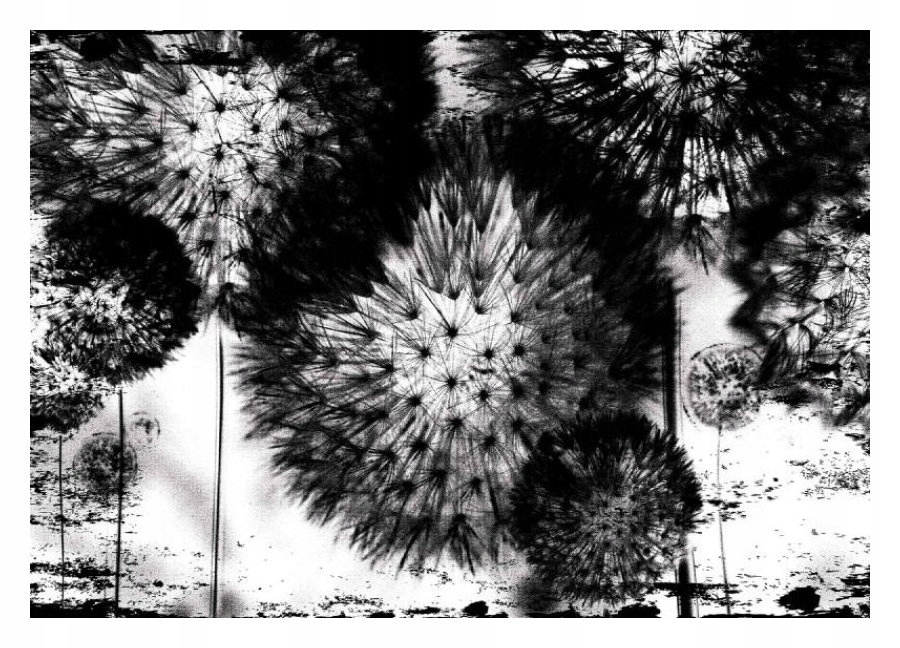 Fototapeta na dúchadlo minimalizmus vinylová príroda 254x184 lepidlo