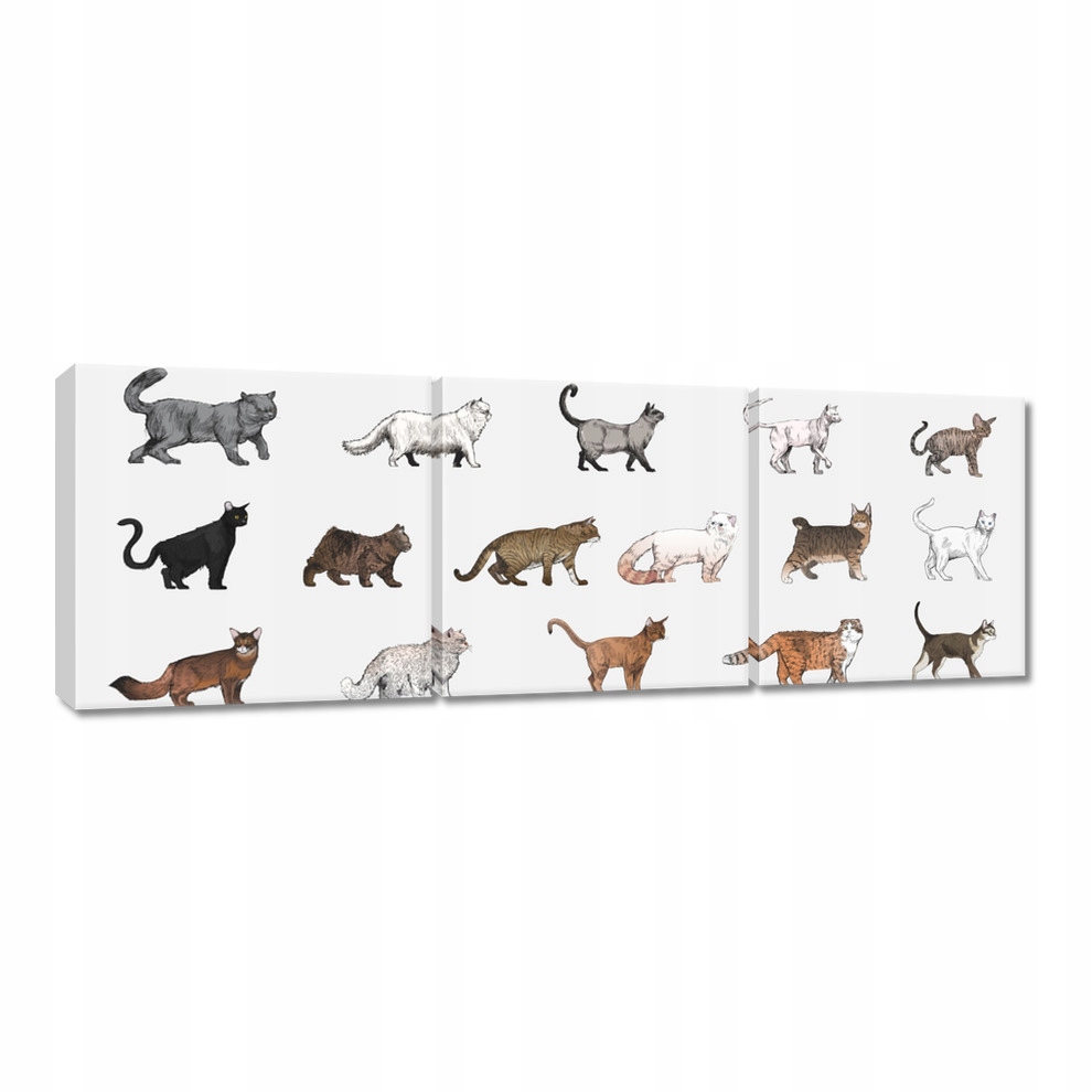 

Obrazy 60x20 Kot Kotki Koty Kicia