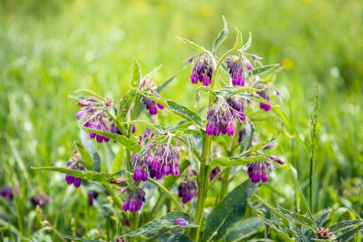 Mazidło ŻYWOKOSTOWE eliksir kostno - stawowy MAŚĆ z ŻYWOKOSTU 60ml Kod producenta 685071185056