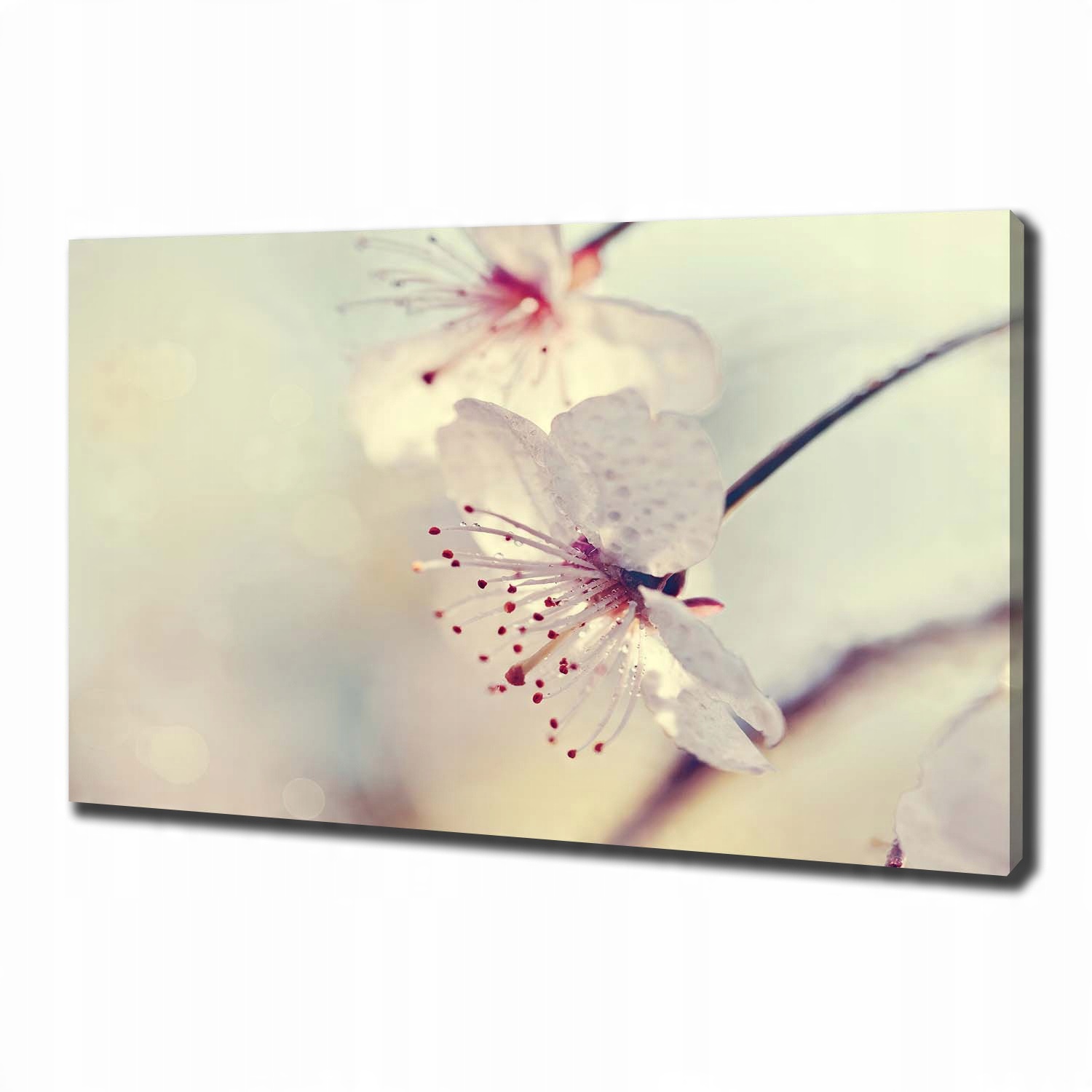 

Foto obraz canvas na ścianę Kwiat wiśni 100x70 cm