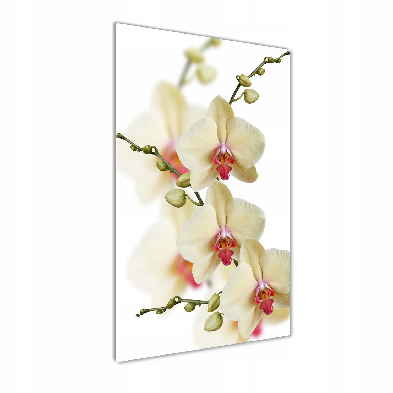 

Foto obraz akrylowy na ścianę Orchidea 50x100 cm
